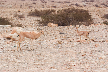 Naturreservat Jabal Samhan