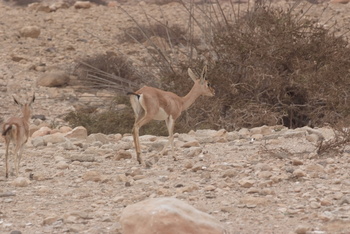 Reserva de Jabal Samhan