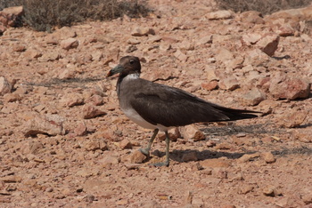 Naturreservat Daymaniyat Inseln