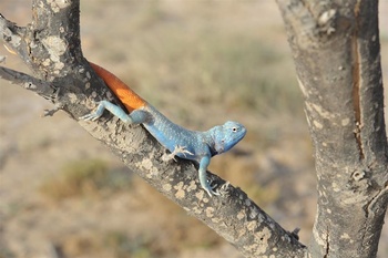 Vie sauvage du Sultanat d’Oman 