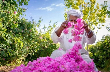 La destilación del agua de rosas