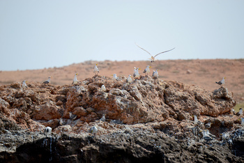 Naturreservat Daymaniyat Inseln