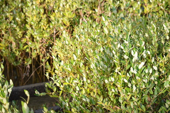 Naturreservat Al Qurm 