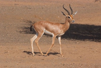 Die Tierwelt im Sultanat Oman