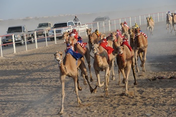 Caballos y Camellos