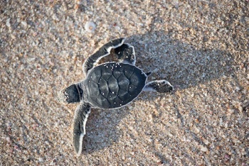 Die Tierwelt im Sultanat Oman