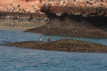 Réserve naturelle des îles Dimaniyat