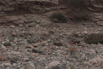 Réserve du Jabal Samhan  