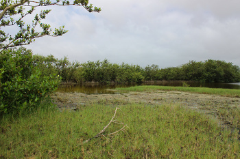 Reserva de Khor Al Qurm Al Sagheer