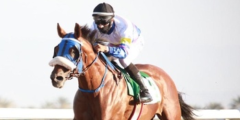 Caballos y Camellos