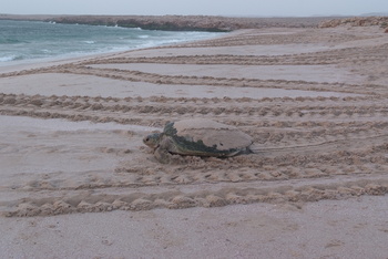 Reserva de las Tortugas en la Gobernación de Al Sharqiyah del Sur – Ras Al Hadd