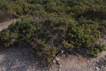Reserva Natural de las Islas Daymaniyat