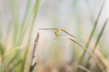 Die Tierwelt im Sultanat Oman