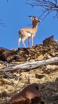 Naturreservat Al Sareen