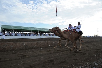 Caballos y Camellos