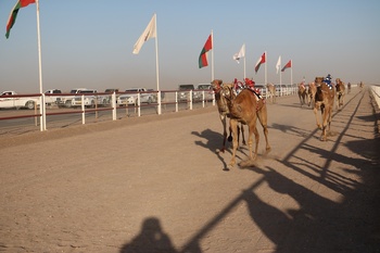 Caballos y Camellos
