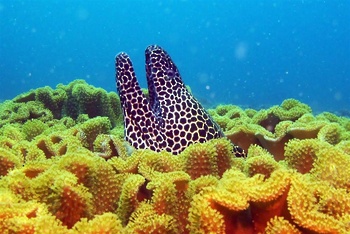 Die Tierwelt im Sultanat Oman
