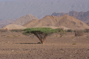 Reserva Natural de Al Saleel