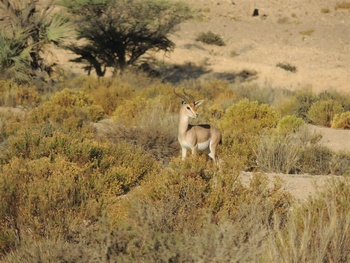 Vie sauvage du Sultanat d’Oman 