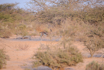 Naturschutzgebiet Ras Al Shajar – Qurayyat
