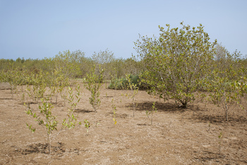 Reserva Natural de Al Qurm