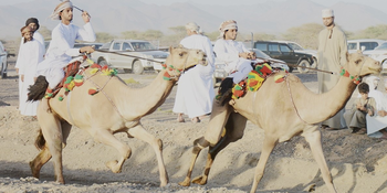 Caballos y Camellos