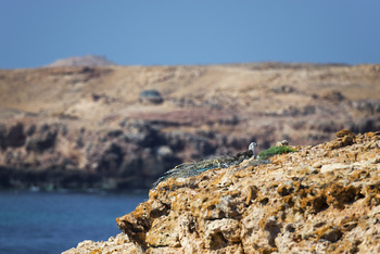 Naturreservat Daymaniyat Inseln