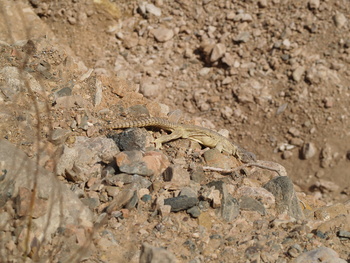 Reserva Natural de Jabal Qahwan