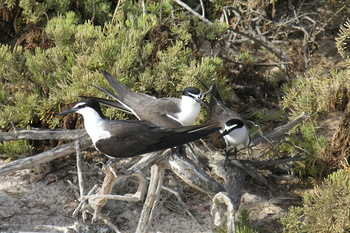 Naturreservat Daymaniyat Inseln
