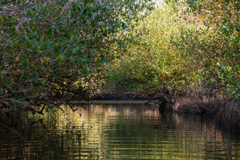 Naturreservat Al Qurm 