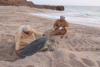 Reserva de las Tortugas en la Gobernación de Al Sharqiyah del Sur – Ras Al Hadd