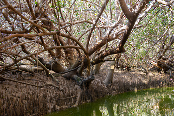 Réserve naturelle d’Al Qurm