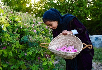 La destilación del agua de rosas