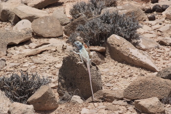 Reserva de Jabal Samhan