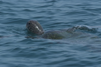 Reserva de las Tortugas en la Gobernación de Al Sharqiyah del Sur – Ras Al Hadd