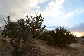 Naturreservat Jabal Samhan