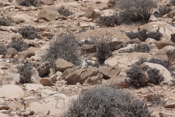 Réserve du Jabal Samhan  