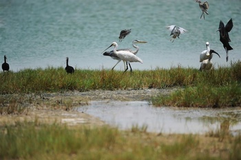 Die Tierwelt im Sultanat Oman