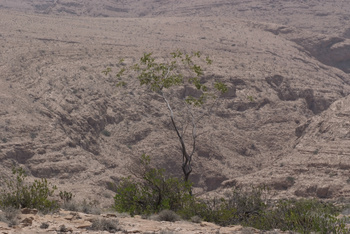 Naturreservat Jabal Samhan