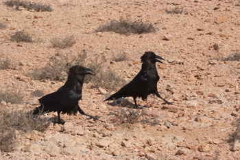 Naturreservat Daymaniyat Inseln