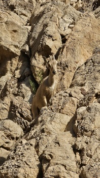 Naturreservat Al Sareen