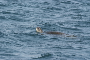 Reserva de las Tortugas en la Gobernación de Al Sharqiyah del Sur – Ras Al Hadd