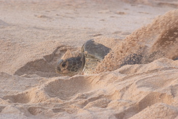 Reserva de las Tortugas en la Gobernación de Al Sharqiyah del Sur – Ras Al Hadd