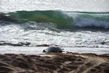 Reserva de las Tortugas en la Gobernación de Al Sharqiyah del Sur – Ras Al Hadd