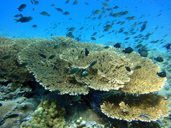 Die Tierwelt im Sultanat Oman