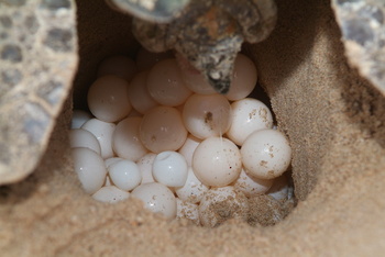 Reserva de las Tortugas en la Gobernación de Al Sharqiyah del Sur – Ras Al Hadd