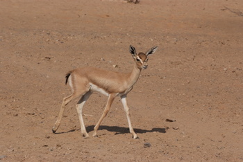 Reserva Natural de Al Saleel