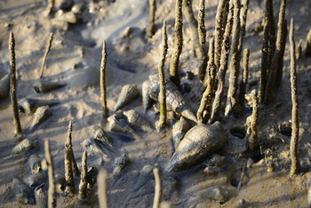 Naturreservat Al Qurm 
