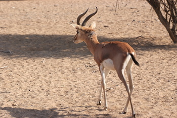 Reserva Natural de Al Saleel