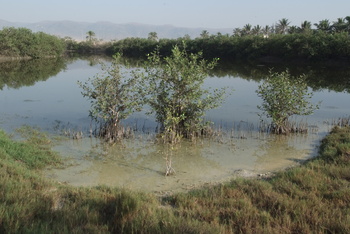 Naturreservat Khor Al Qurm Al Saghir